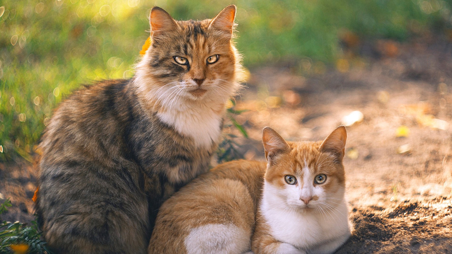 九游官网pc-_世界排球联赛：顶尖队伍一决高下_，2021世界排球